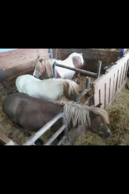 Pony