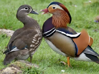 Mandarinente