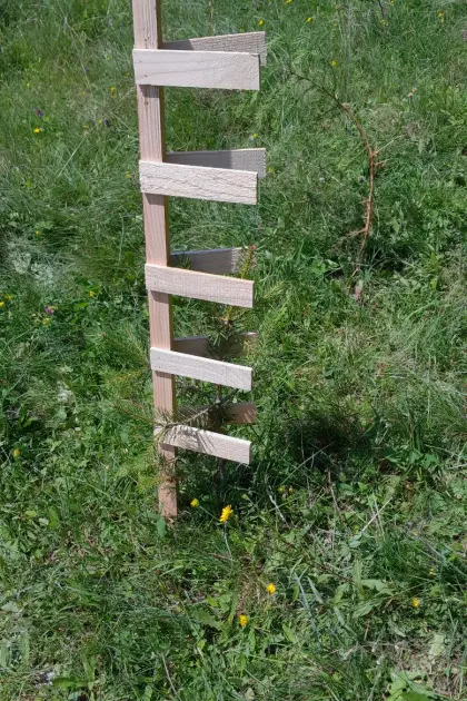 Baumwächter, Fegeschutz