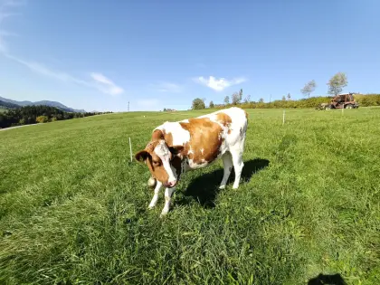 Verkaufe eine Bio-Kalbin