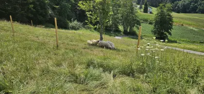 Suche Pachtfläche