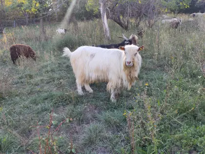 Saanen-Ziegenbock "Dumbledore"