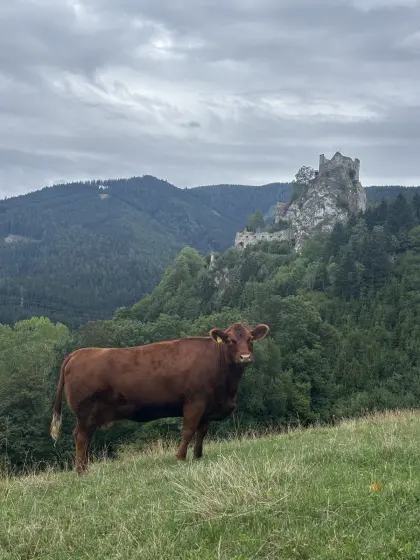 Angus Mutterkuh trächtig