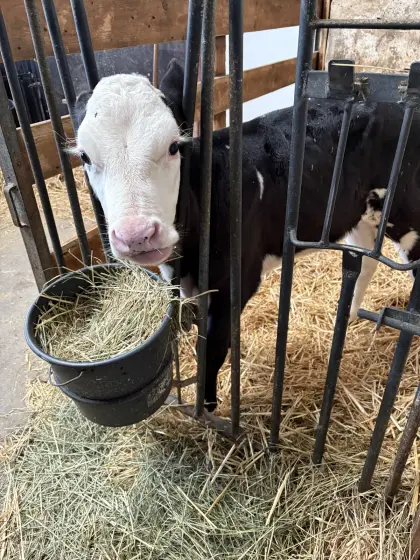 Holstein Kuhkälber