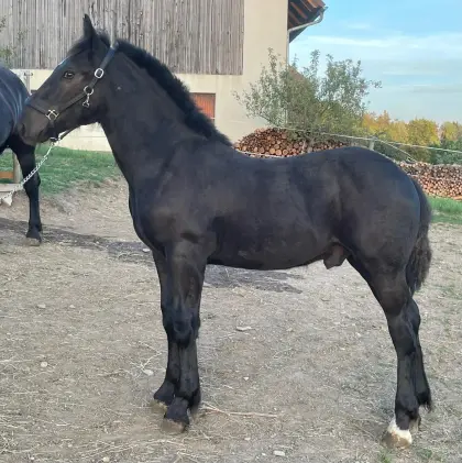 Eiskönig Nero XVI, Noriker Rapphengst