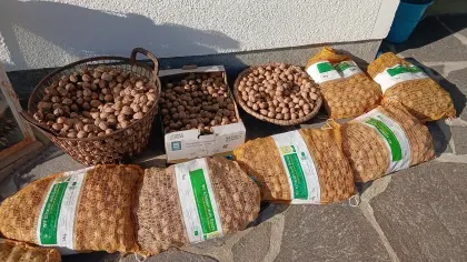Bio Walnüsse