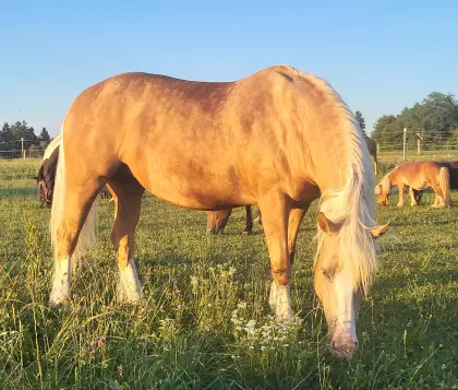 Wunderschöne Welsh Cob Stute
