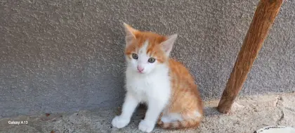 Süße Babykatzen suchen ein neues Zuhause