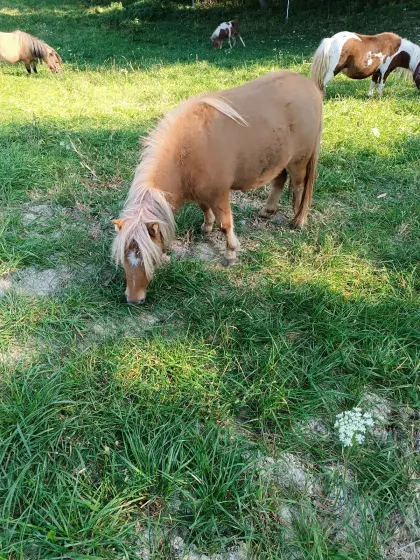Sugarpie Toffifee, Mini-Shetlandpony-Stute