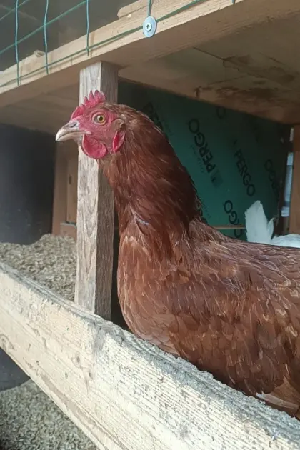 Bio Legehennen