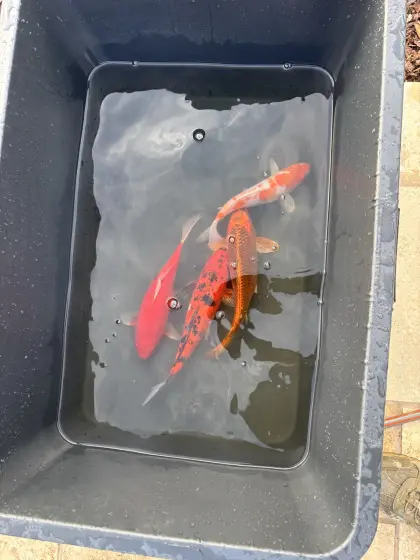 Koi, von Tosai bis Nisai ab 10 cm
