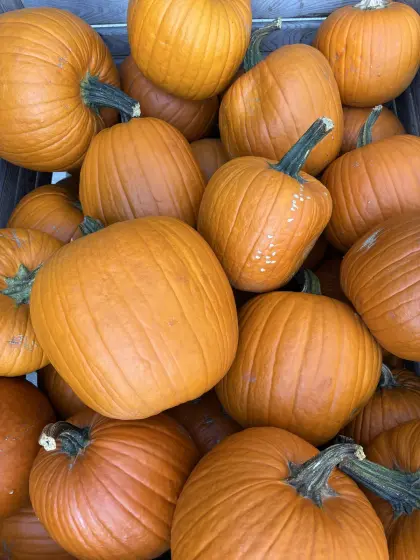 Verkaufe Halloweenkürbisse