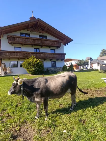 Grauvieh-Erstlingskuh