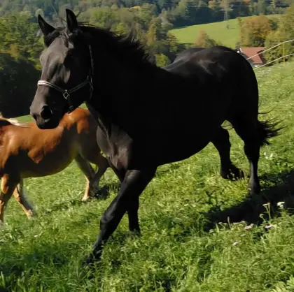 Lilli-LB, Noriker-Stute, Glanzrappe, Seltenheit