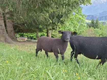 Suche Schafbock