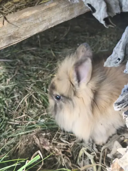Zwergkaninchen aus Hobbyhaltung