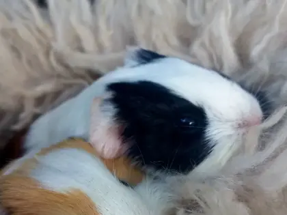Meerschweinchen Weibchen