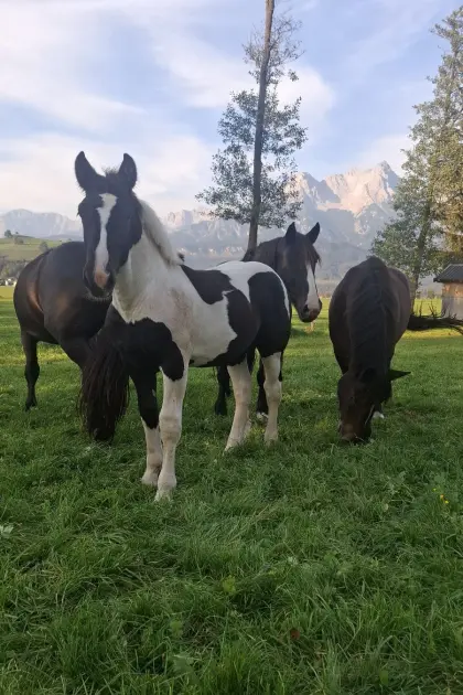 Noriker-Hengstfohlen