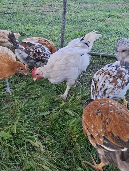 Blumenhühner, Grünleger, Araucana und andere