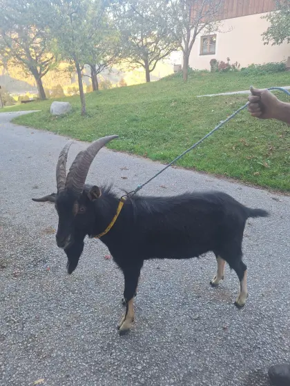 Ziegenbock