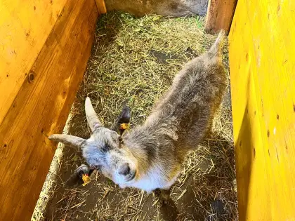 Blobe Bockkitz zu verkaufen