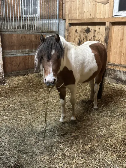 Ponyhengst