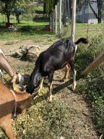 Ziegenbock