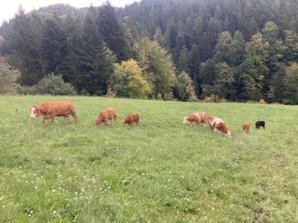 Bio-Mutterkühe