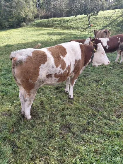 Verkaufe 2 Bio-Kalbinnen