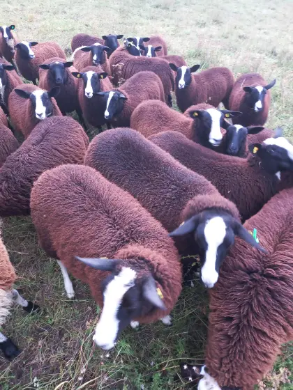 Zwartbles Zuchtlämmer