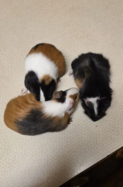 Meerschweinchen