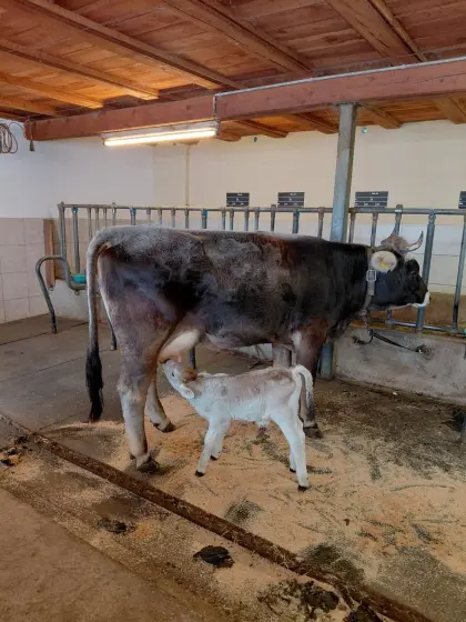 Verkaufe Mutterkuh mit Kalb
