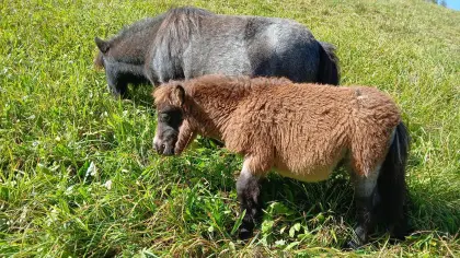 Minishetlandpony Mohrenkopf