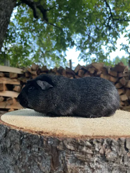 Meerschweinchen