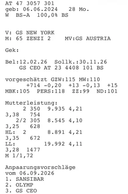 Verkaufe hochträchtige Brown Swiss Kalbinnen
