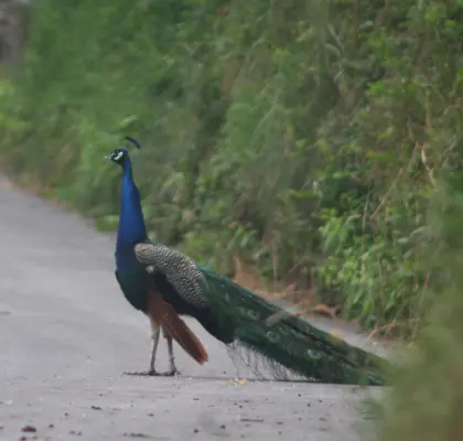 Pfau zu verkaufen