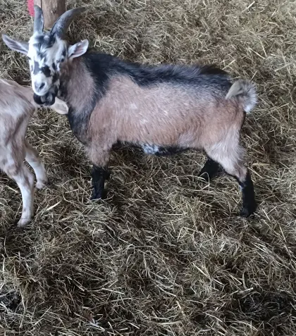 Ziegenbock