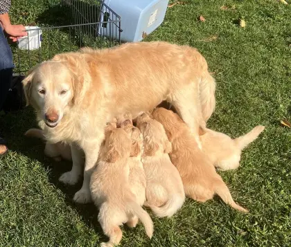 Labrador-Golden-Retriever-Welpen
