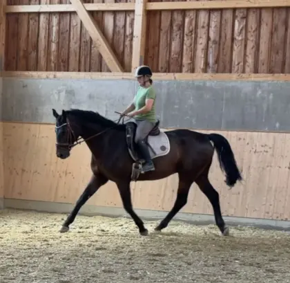 Braver und cooler Warmblut-Wallach