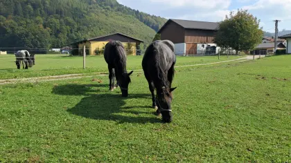 Toskana, Noriker Stute