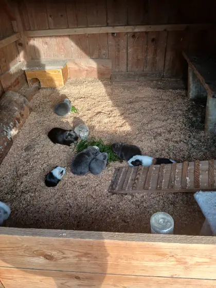 Meerschweinchen