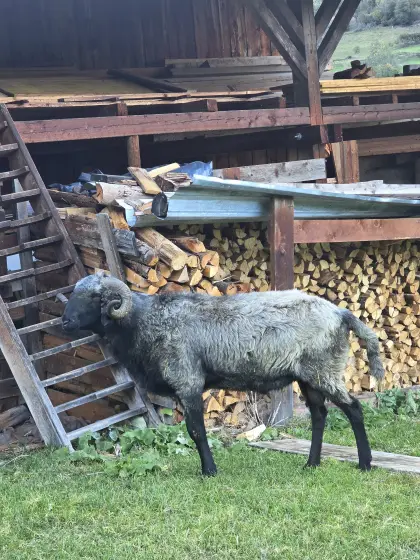 Steinschafwidder