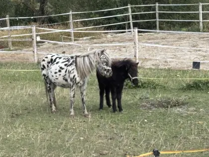 Pony-Stute mit Fohlen