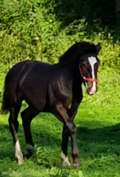Wiese für Pacht gesucht