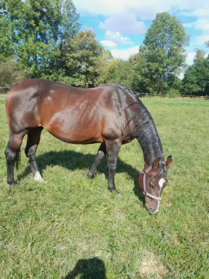 Verkaufe kräftige Quarter Horse-Stute Scarlet