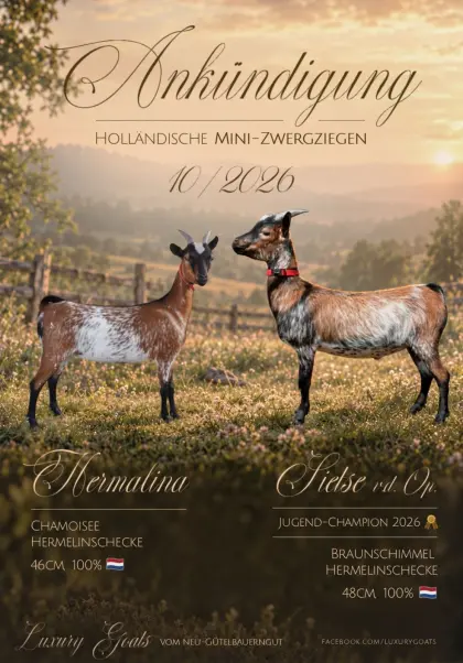 Holländische Mini-Zwergziegen