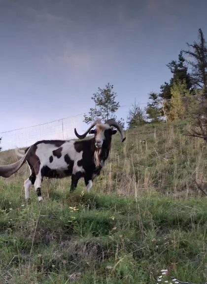 Tauernscheckenbock