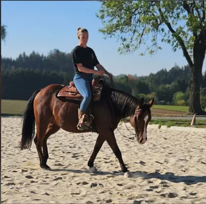 American Quarter Horse Wallach
