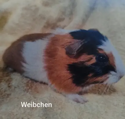 Meerschweinchen-Auswahl, Weibchen und Böcke