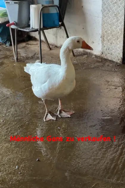 Männliche Gans